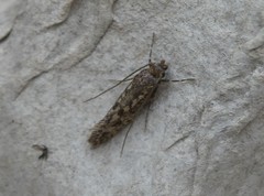 Lindera tessellatella