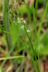 Carex pallida