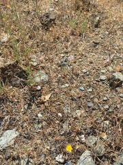 Hesperolinon spergulinum