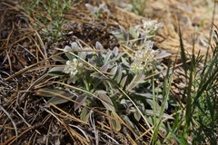 Phacelia egena