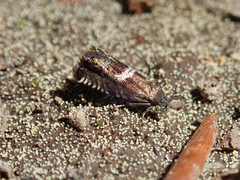 Grapholita lunatana