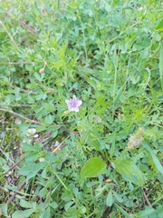 Erodium stephanianum
