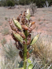 Epicauta ochrea