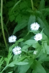 Stellaria radians