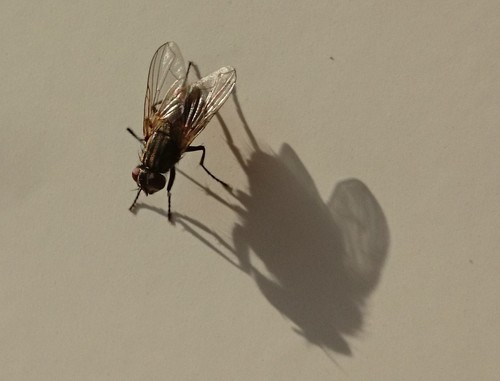 Common House Fly, 6681 Bemmel, Nederland, photo 6 of 10