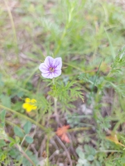 Erodium stephanianum