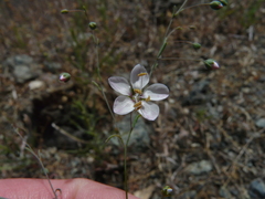 Hesperolinon spergulinum