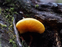 Crepidotus praecipuus