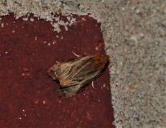 Olethreutes quadrifidum