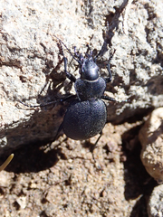 Calosoma luxatum