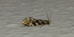 Nemapogon granella
