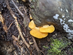 Crepidotus praecipuus