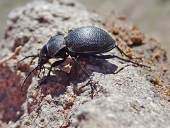 Calosoma luxatum