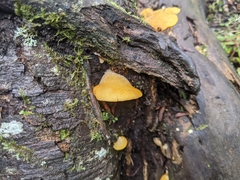 Crepidotus praecipuus