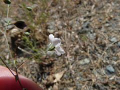 Hesperolinon spergulinum