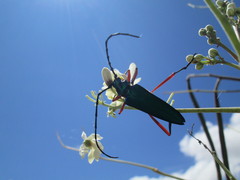 Plinthocoelium chilense