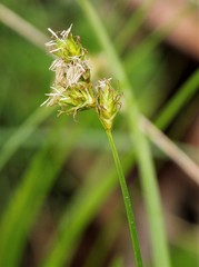 Carex pallida
