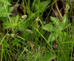 Carex pallida