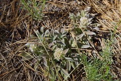 Phacelia egena