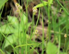 Carex pallida