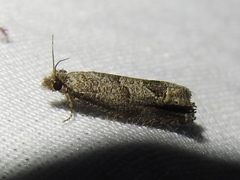 Pelochrista costastriata