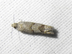 Pelochrista costastriata