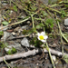 Ranunculus bungei - Photo (c) Nan Yang, μερικά δικαιώματα διατηρούνται (CC BY-NC), uploaded by Nan Yang
