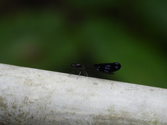 Aristocypha fenestrella