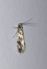 Nemapogon granella