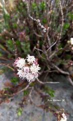 Oxylobus arbutifolius