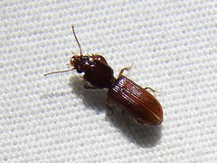 Clivina