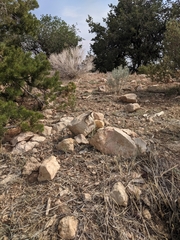 Sceloporus tristichus