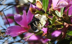 Xylocopa frontalis