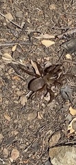 Aptostichus miwok