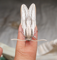 Sphinx dollii