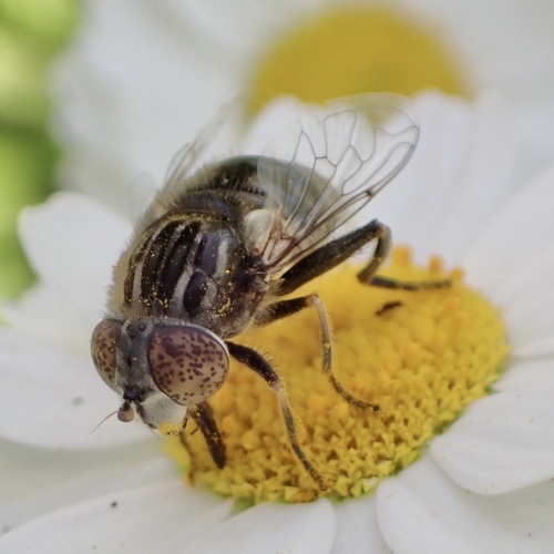 Small Spotty-eyed Drone Fly, Graafland, Groot-Ammers, Zuid-Holland, NL, photo 5 of 10