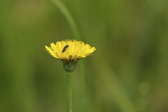 Acmaeodera tubulus