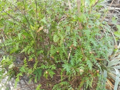 Chrysactinia pinnata