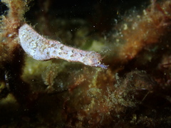 Idiotropiscis australe