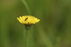 Acmaeodera tubulus