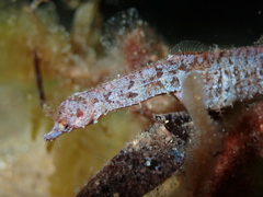 Idiotropiscis australe
