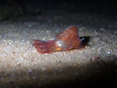 Sepiadarium austrinum