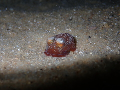 Sepiadarium austrinum