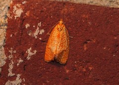 Sparganothis sulfureana