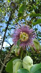 Passiflora ligularis