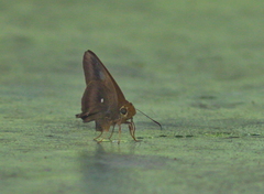 Hasora badra