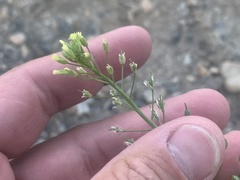 Camelina