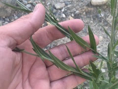 Camelina