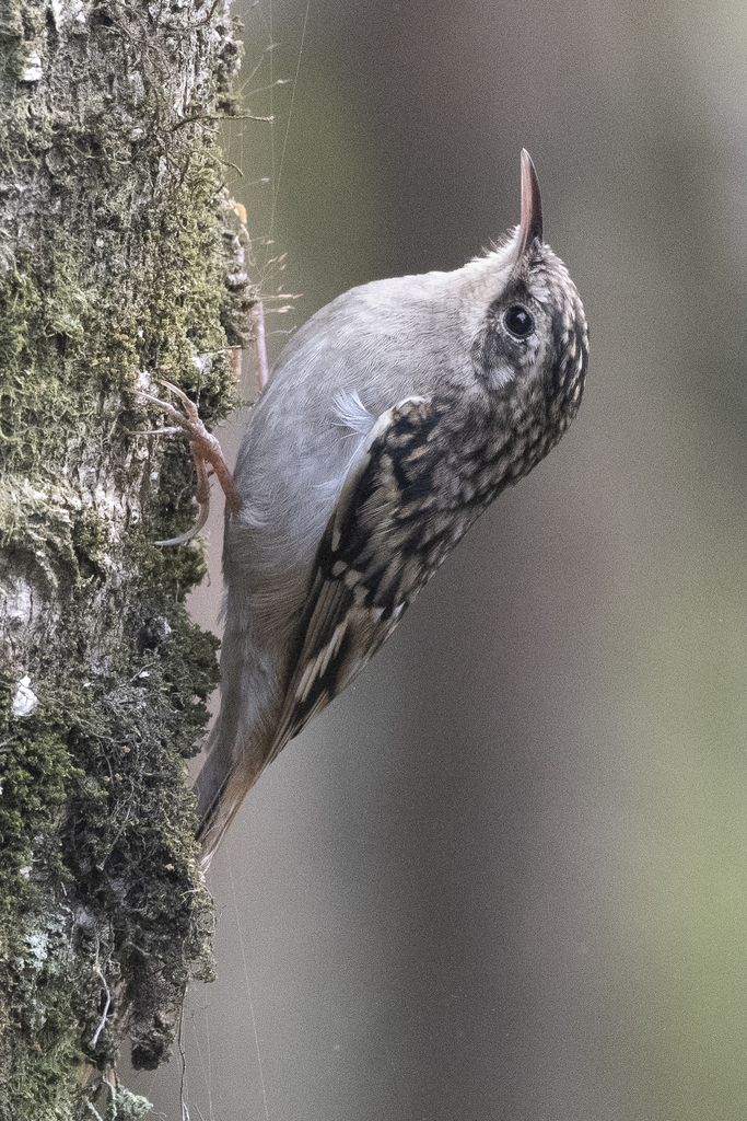Sikkim Treecreeper photo