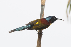 Aethopyga nipalensis